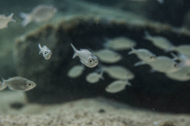 istock Hawaiian Kuhlia Marginata Fish Swimming by Rocks 2188017390