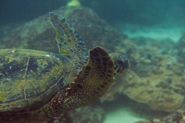 An underwater close up shot of a sea turtle swimming past sand and reef. Taken in Kauai, Hawaii, during the day.