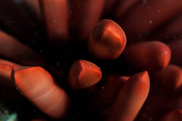 An underwater close up shot of a living coral in shadows. Taken in Kauai, Hawaii, during the day.