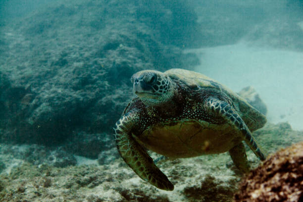 istock Sea Turtle Swimming by Coral Reef 2188017520