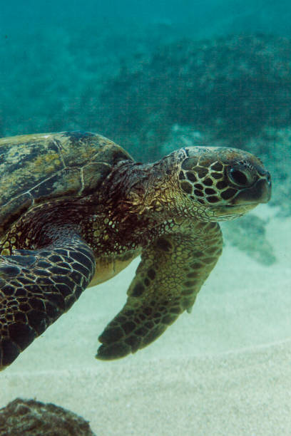 An underwater close up shot of a sea turtle swimming around sand and reef. Taken in Kauai, Hawaii, during the day.