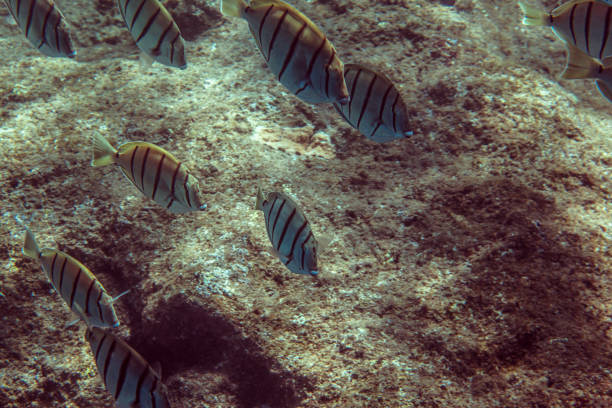 The Hawaiian coral reefs are beautiful, they create an eco system like no other, this shot focuses on it's beauty. Taken in Kauai, Hawaii, during the day.