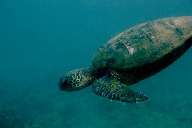 istock Hawaiian Sea Turtle Swimming Peacefully 2188017797