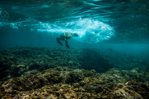 istock Hawaiian Sea Turtle Swimming Peacefully 2188018015