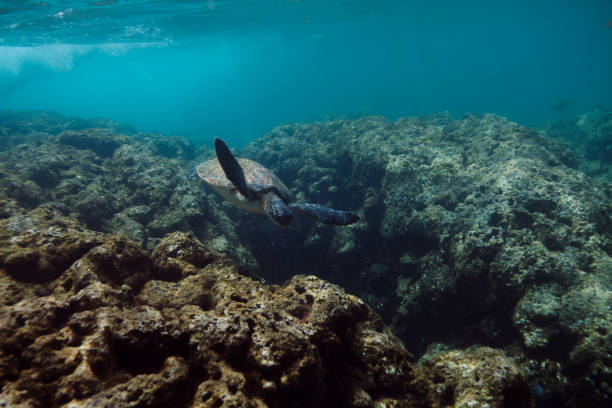 istock Hawaiian Sea Turtle Swimming Peacefully 2188018040