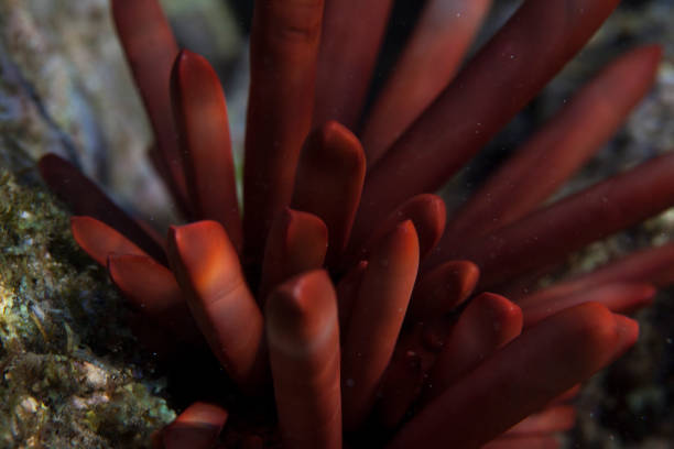 The Hawaiian coral reefs are beautiful, they create an eco system like no other, this shot focuses on it's beauty. Taken in Kauai, Hawaii, during the day.