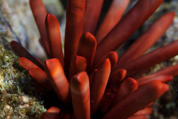 The Hawaiian coral reefs are beautiful, they create an eco system like no other, this shot focuses on it's beauty. Taken in Kauai, Hawaii, during the day.
