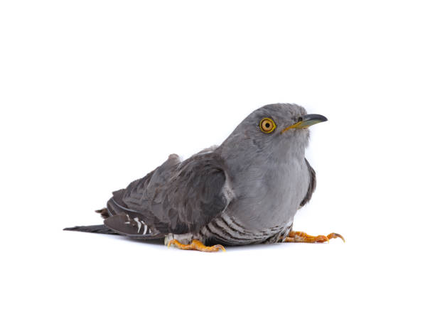 istock cuckoo portrait isolated on white background. 2188018841