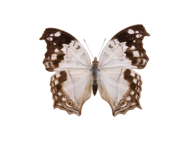 istock butterfly Protogoniomorpha anacardii isolated on white background 2188019053