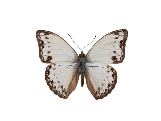 istock butterfly cymothoe caenis isolated on white background 2188019055
