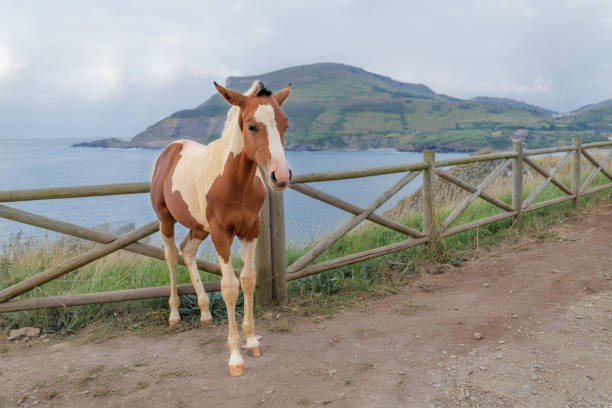 A foal standing in a field