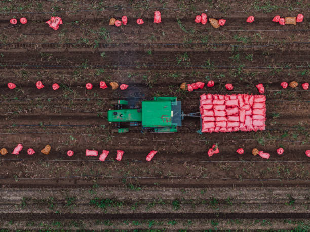 istock Harvesting Fresh Potatoes, Top View of Tractor 2188022806
