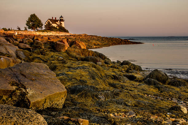 The setting sun brings out all the colors in the seaweed alongside the Corea Lighthouse in Corea, Maine.