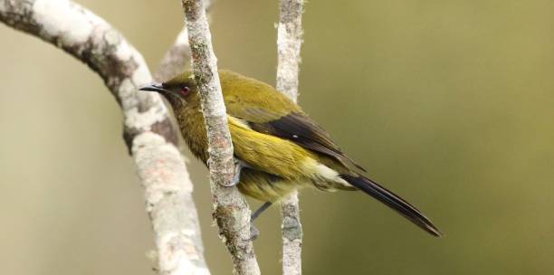 istock New Zealand Bellbird in tree 2188023145