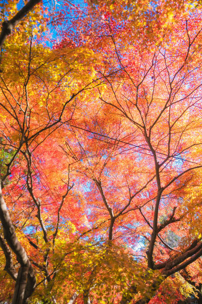 istock Red leaves at Kyoto in autumn. 2188023295