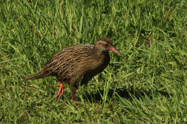istock New Zealand Weka roaming through grass 2188023314