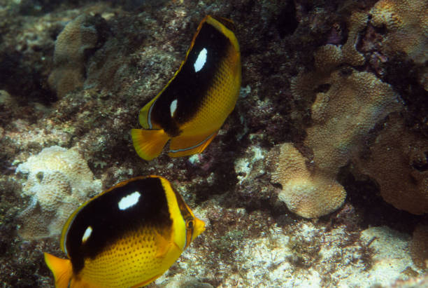 An underwater shot of Hawaii's aquatic life, focusing on the darker tints and shadows of the sea. Taken in Kauai, Hawaii, during the day.