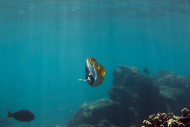 An underwater shot of Hawaii's aquatic life, focusing on the darker tints and shadows of the sea. Taken in Kauai, Hawaii, during the day.
