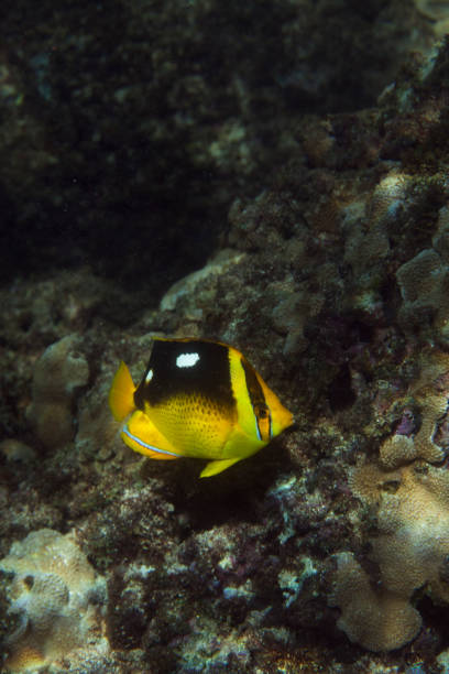 An underwater shot of Hawaii's aquatic life, focusing on the darker tints and shadows of the sea. Taken in Kauai, Hawaii, during the day.