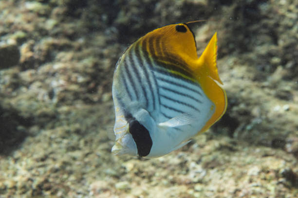 An underwater shot of Hawaii's aquatic life, focusing on the darker tints and shadows of the sea. Taken in Kauai, Hawaii, during the day.