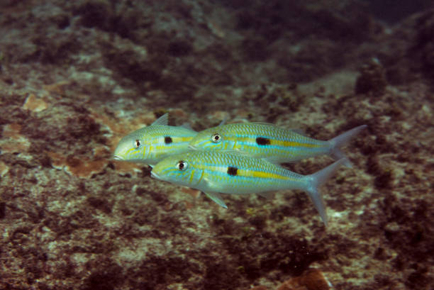 An underwater shot of Hawaii's aquatic life, focusing on the darker tints and shadows of the sea. Taken in Kauai, Hawaii, during the day.