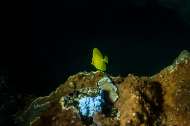 An underwater shot of Hawaii's aquatic life, focusing on the darker tints and shadows of the sea. Taken in Kauai, Hawaii, during the day.