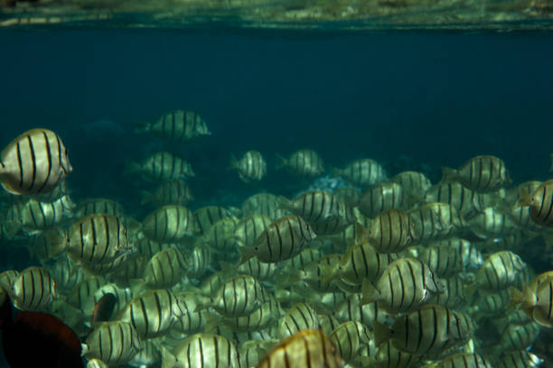 istock Snorkeling over Hawaiian Coral Reef 2188023621
