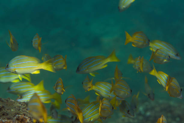 An underwater shot of Hawaii's aquatic life, focusing on the darker tints and shadows of the sea. Taken in Kauai, Hawaii, during the day.