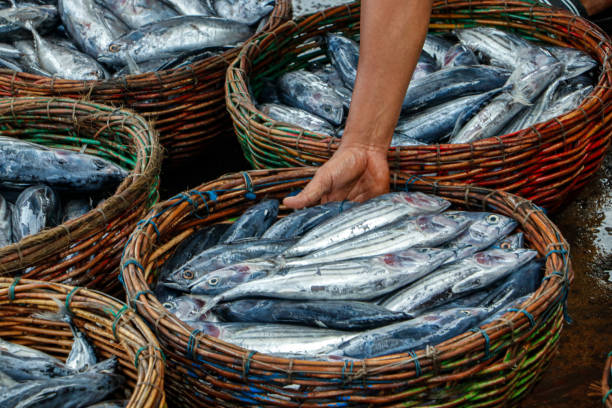 istock Indonesian workers are working to sort fish in baskets 2188023839
