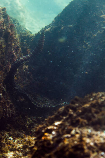An underwater shot of Hawaii's aquatic life, focusing on the darker tints and shadows of the sea. Taken in Kauai, Hawaii, during the day.