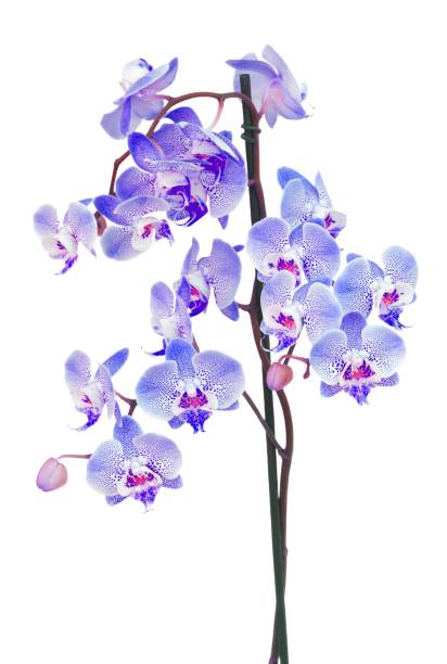 orchid flowers branch