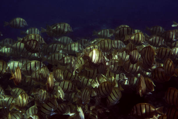 istock Snorkeling over Hawaiian Coral Reef 2188023917
