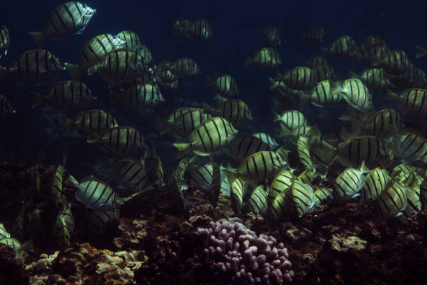 istock Snorkeling over Hawaiian Coral Reef 2188023945