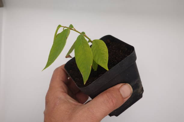 istock Young custard apple (cherimoya) plant with green leaves in a black pot, held by a hand against a white background. 2188024656