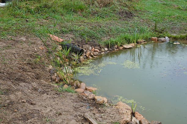 istock A serene pond edged with rocks and plants, surrounded by green grass, showcasing a natural outdoor habitat. 2188024659