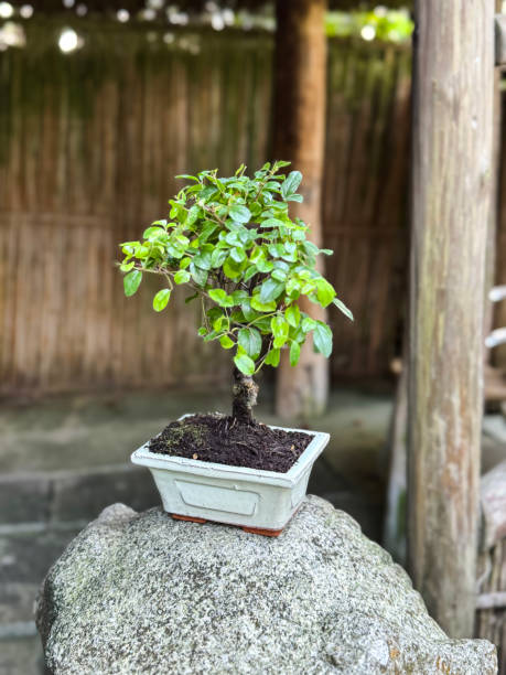 istock Close-up image of rectangular pot containing Chinese Bird Plum cherry bonsai tree (Sageretia thea), displaying on top of stone statue, wooden hut with paved flooring, focus on foreground 2188024710