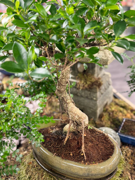 istock Full frame image of miniature, indoor fig tree (ficus) bonsai tree, displayed with aerial roots in shallow, oval ceramic pot on garden centre nursery shelf, potted trees for sale, bonsai nursery, focus on foreground 2188024745
