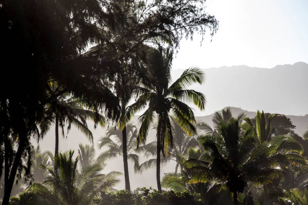 istock Hawaiian Palm Trees in Sunlight 2188025120