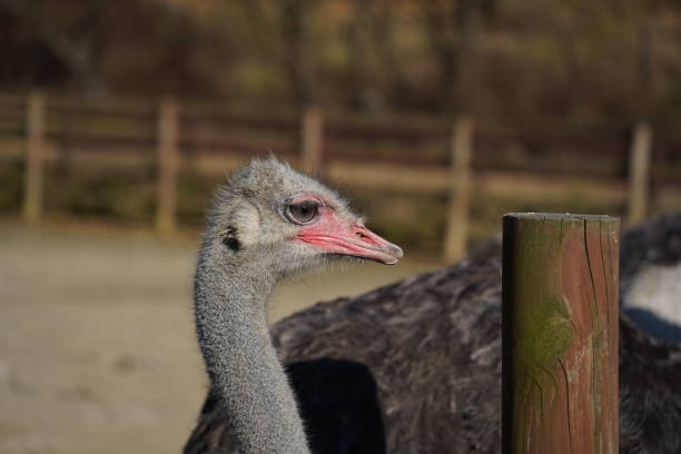 Ostrich head and neck close-up in the park