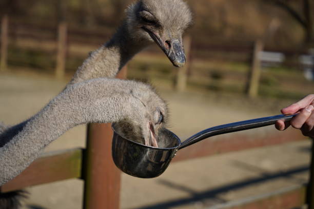 istock Ostrich in the paddock eating food from a ladle 2188025464