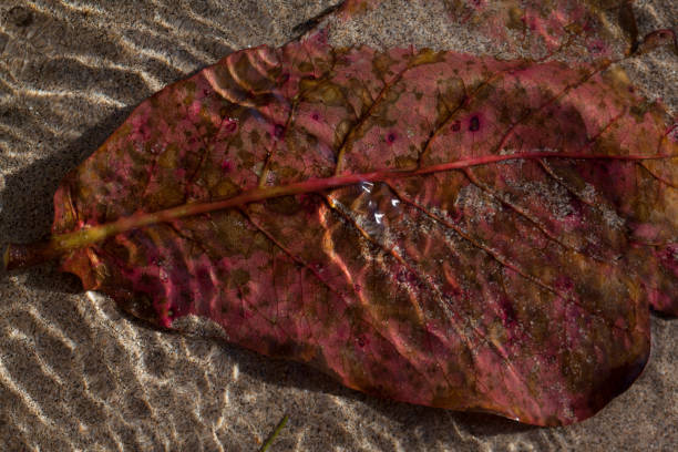 Close up shot of tropical leaves sunk in shallow water, beige sand behind them. Taken in Kauai, Hawaii, during the day.