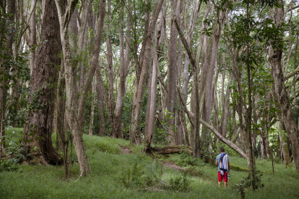 istock Man walking in Massive Tropical Forest, Kauai, Hawaii 2188026205