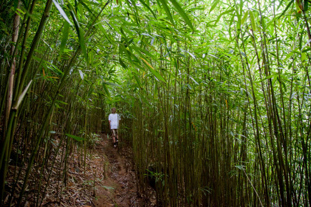 Shot of a family hiking a road through dense vegetation and Bamboo trees. Taken in Kauai, Hawaii, during the day.