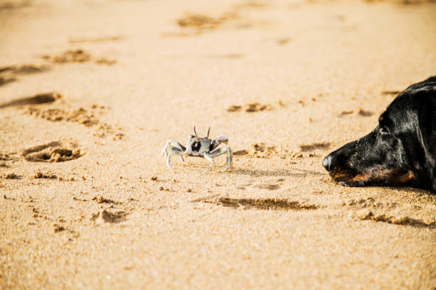 Shot of a Beauceron observing a nearby crab, head on the beach sand. Taken in Kauai, Hawaii, during the day.