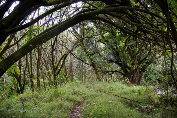 Shot of a tropical forest with interesting trees. Taken in Kauai, Hawaii, during the day.