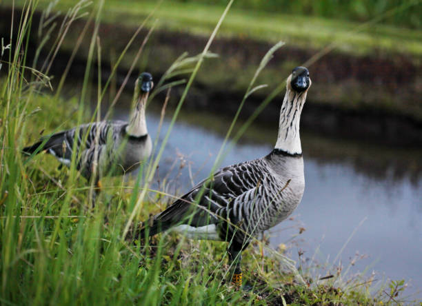 Shot of two Nene goose looking at the camera by a river. Taken in Kauai, Hawaii, during the day.