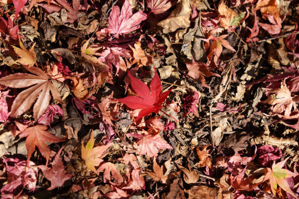 istock In autumn, maple leaves turn yellow and red 2188028249