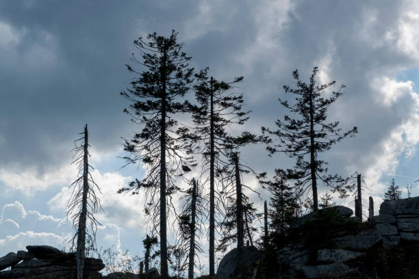 Dystopian-looking landscape. Dead trees on rocky ground against a dark cloudy sky.