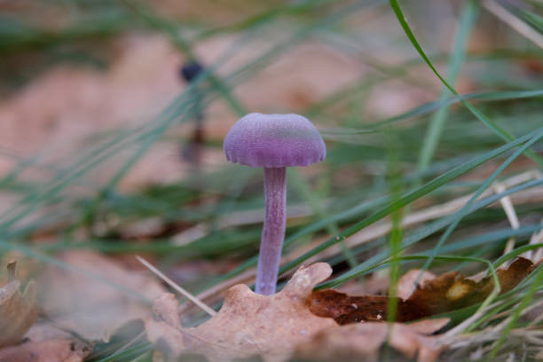 Purple wild mushrooms