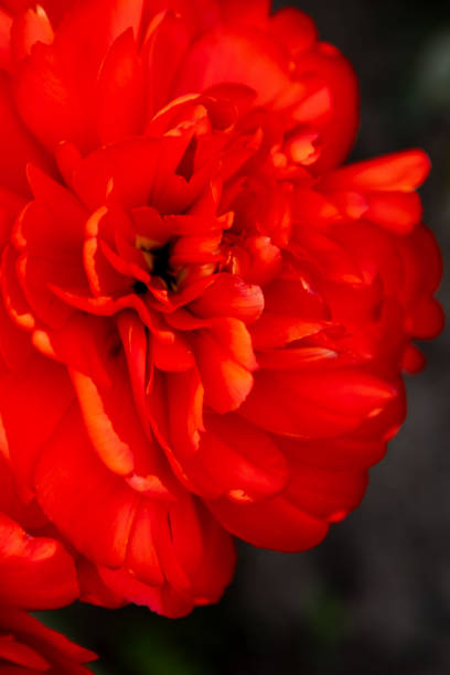 Red tulip flower background Petal bud. Spring garden. Soft focus